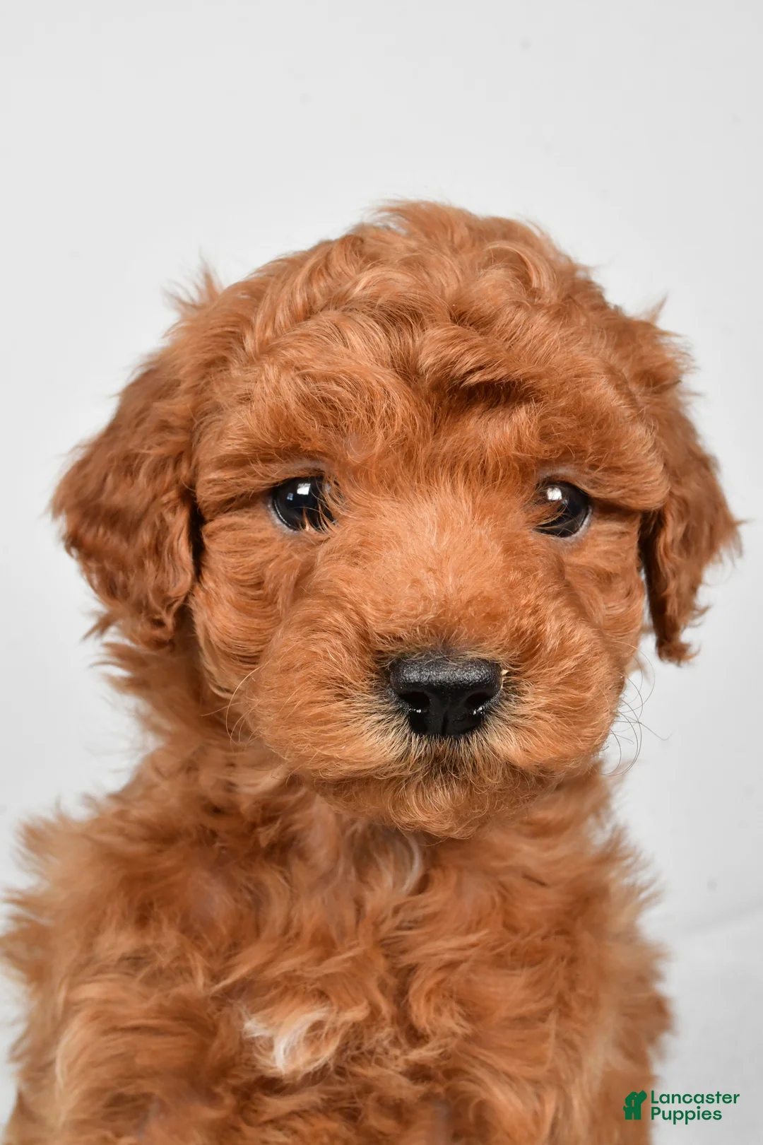 Miniature Poodle dogs for sale: Trevor  - Ad 1