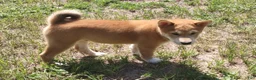Shiba Inu dogs for sale: Jino - Ad 6