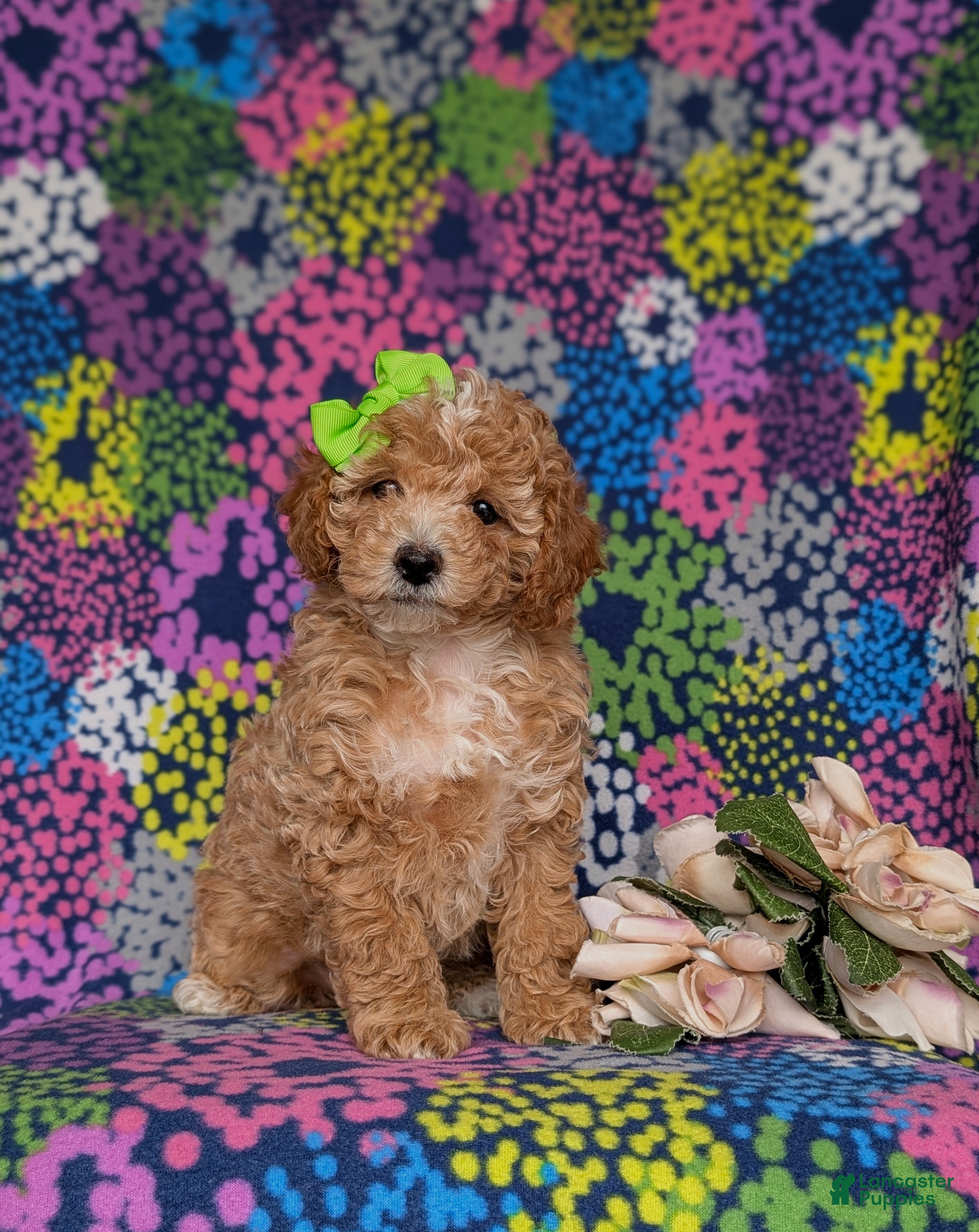 Miniature Poodle dogs for sale: Pheobe - Ad 3