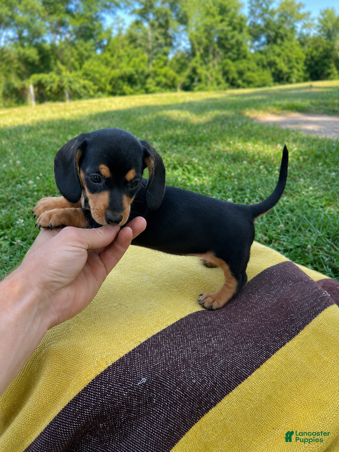 Dachshund dogs Grace - Ad 1