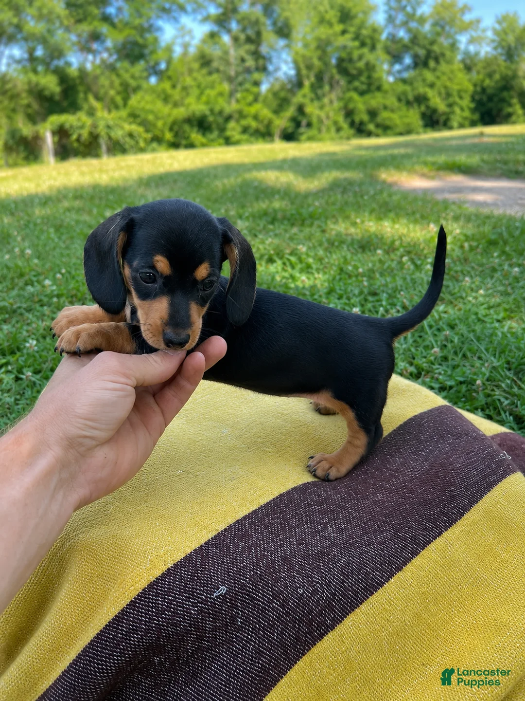 Dachshund dogs for sale: Grace - Ad 1
