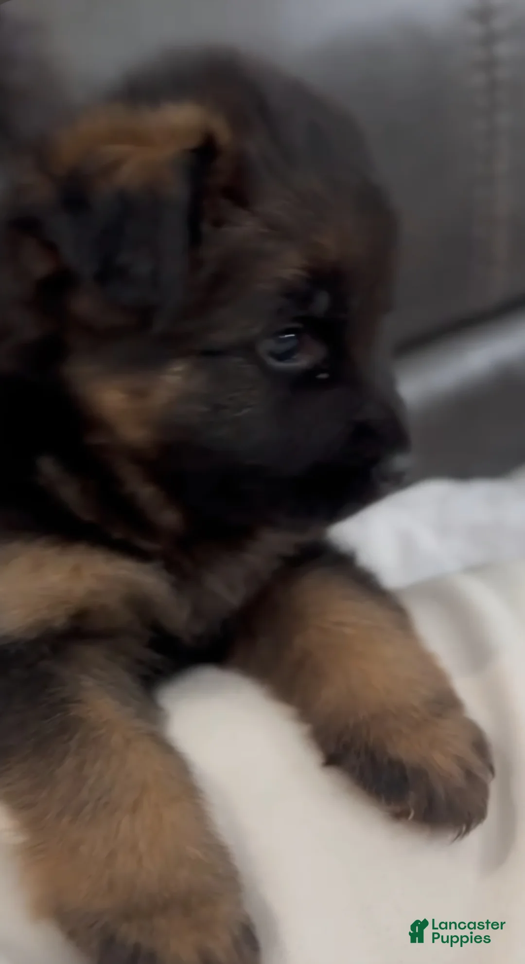German Shepherd dogs for sale: German Shepherd Puppy 1 - Ad 2