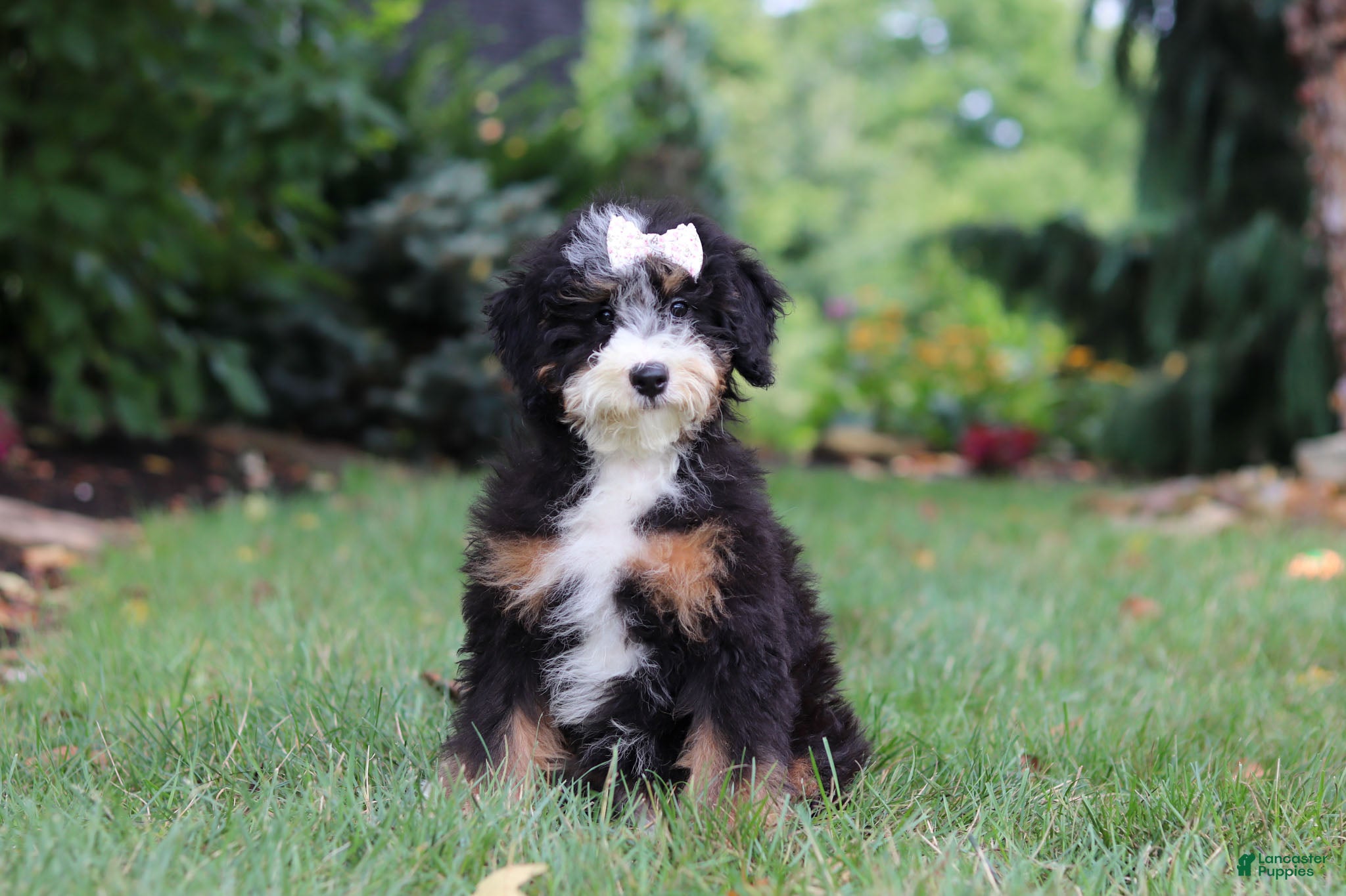 Mini Bernedoodle dogs Claire - Ad 1