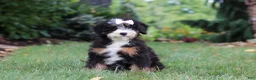 Mini Bernedoodle dogs for sale: Claire - Ad 1