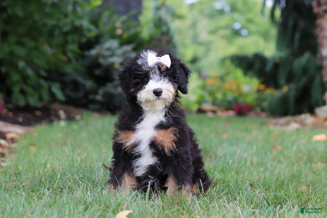 Mini Bernedoodle dogs for sale: Claire - Ad 1