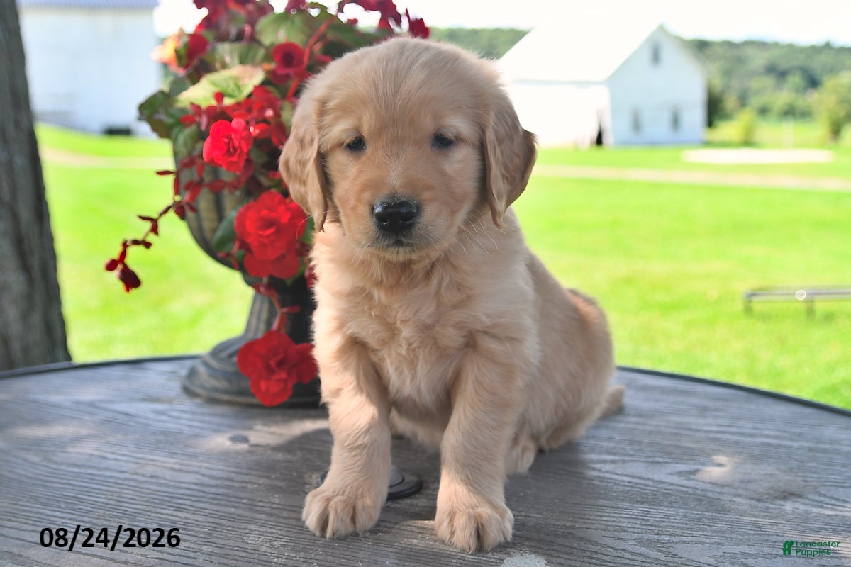Golden Retriever dogs Tommy - Ad 2