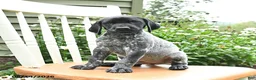 German Shorthaired Pointer dogs for sale: Oliver - Ad 5