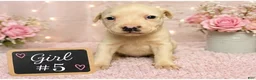 American Pit Bull Terrier dogs for sale: American Pit Bull Terrier 5 - Ad 2