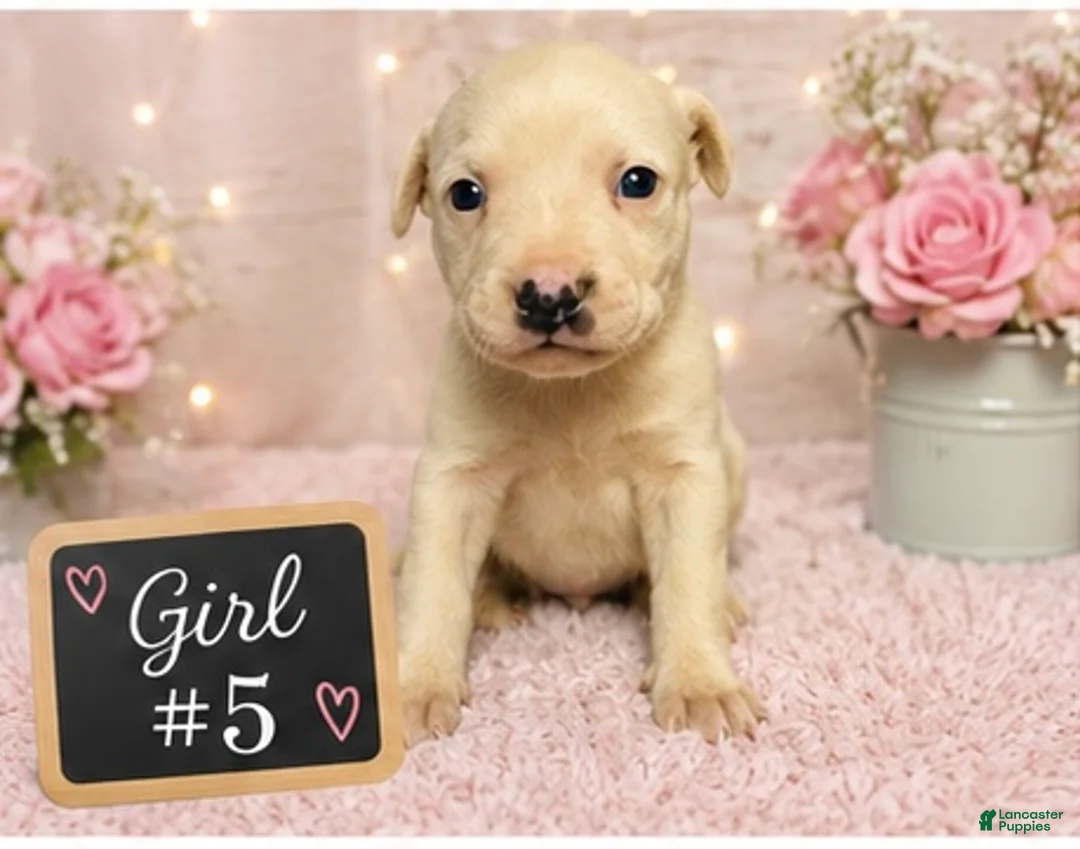 American Pit Bull Terrier dogs for sale: American Pit Bull Terrier 5 - Ad 2