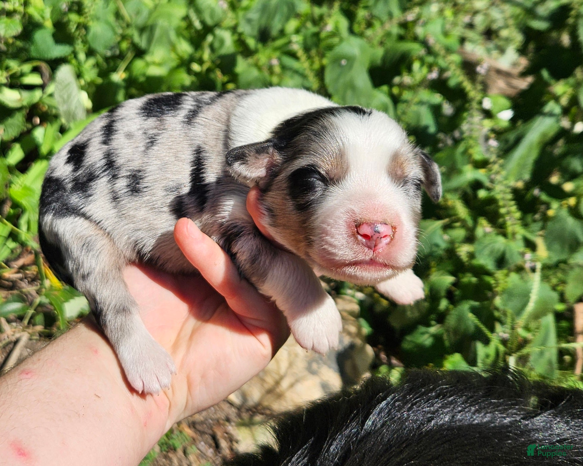 Australian Shepherd dogs Australian Shepherd 3 - Ad 11