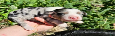 Australian Shepherd 3