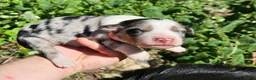 Australian Shepherd dogs for sale: Australian Shepherd 3 - Ad 1