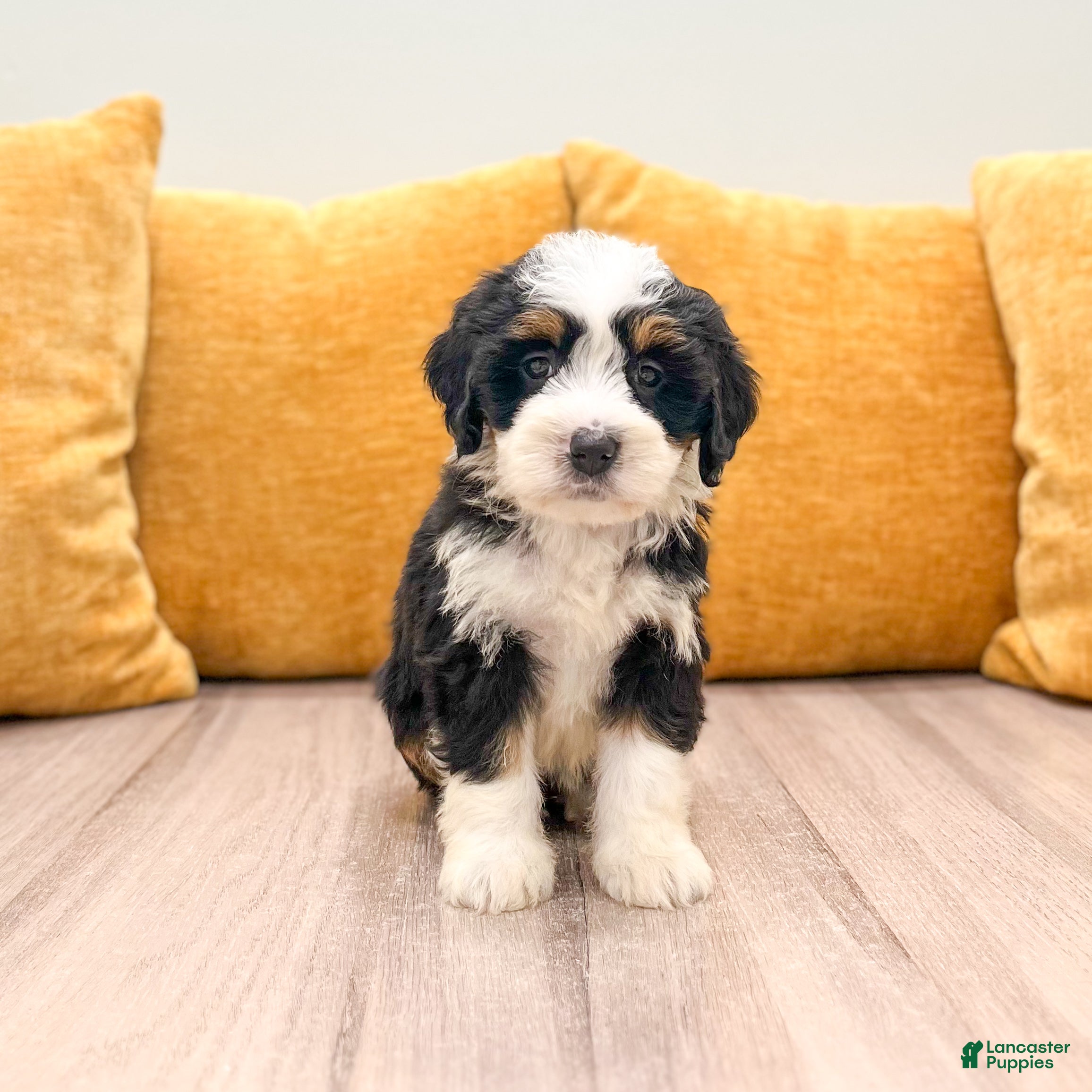 Mini Bernedoodle dogs Harmony - Ad 1