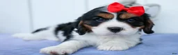Cavalier King Charles Spaniel dogs for sale: Winston 🐶 - Ad 11