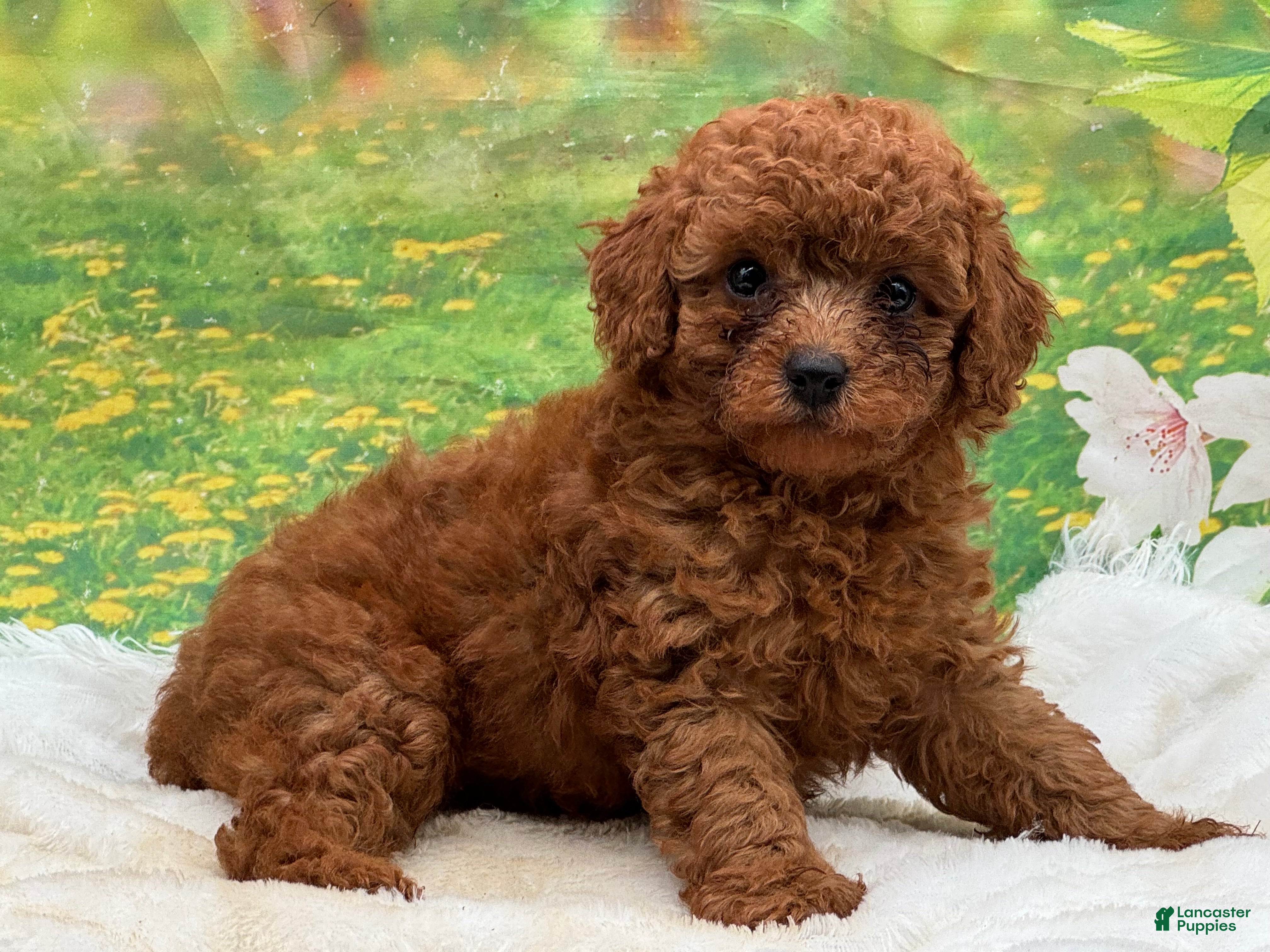 Miniature Poodle dogs Rusty - Ad 27