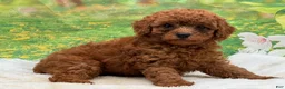 Miniature Poodle dogs for sale: Rusty - Ad 1