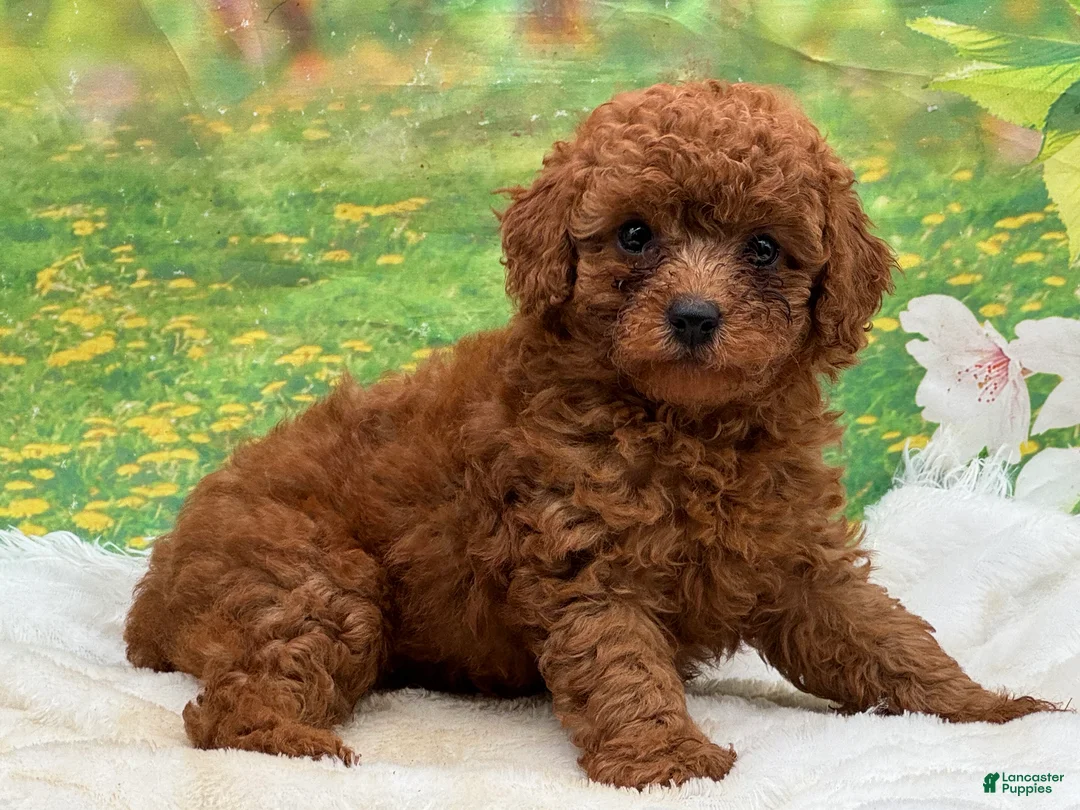 Miniature Poodle dogs for sale: Rusty - Ad 1