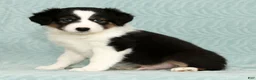 Australian Shepherd dogs for sale: Buddy - Ad 6