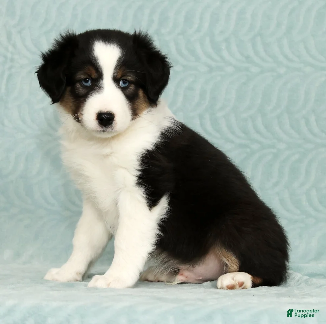 Australian Shepherd dogs for sale: Buddy - Ad 6