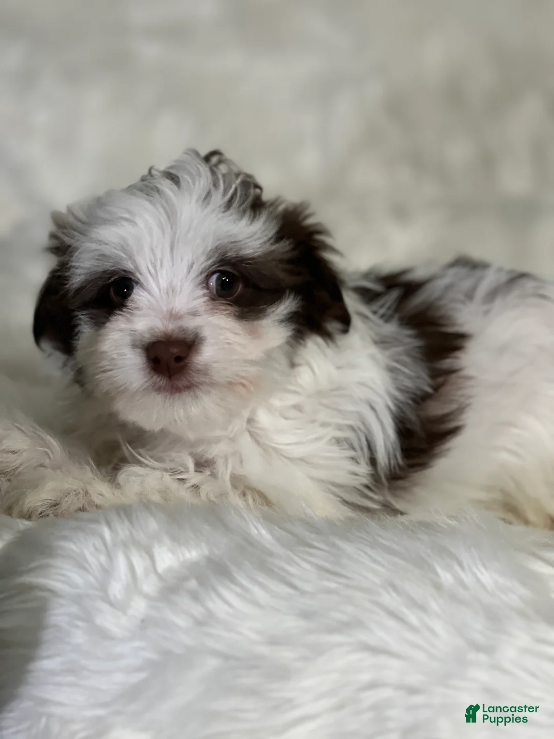 Havanese dogs for sale: Panda Girl - Ad 8