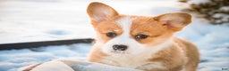 Welsh Corgi Pembroke dogs for sale: Gwen - Ad 2