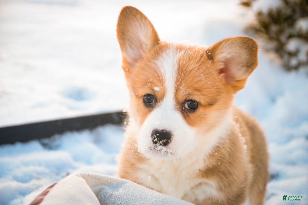 Welsh Corgi Pembroke dogs for sale: Gwen - Ad 2