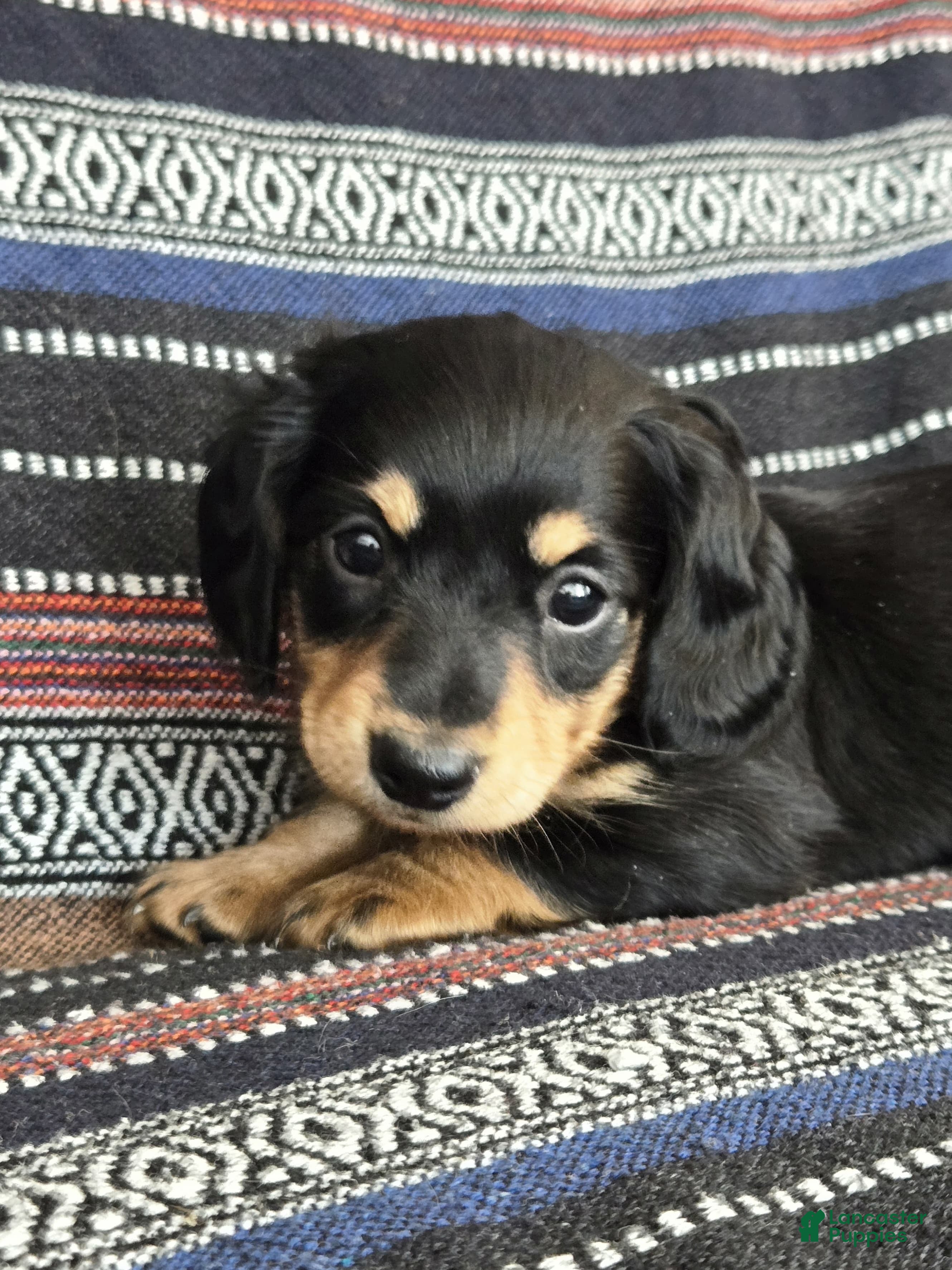 Miniature Dachshund dogs Miniature Dachshund Puppy 2 - Ad 27