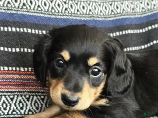 Miniature Dachshund dogs Miniature Dachshund Puppy 2 - Ad 27