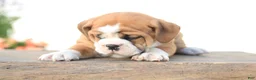 Beabull dogs for sale: Lion - Ad 3