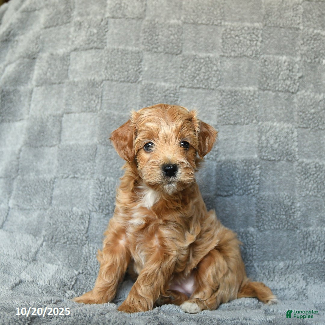 Havapoo dogs for sale: Kira - Ad 3