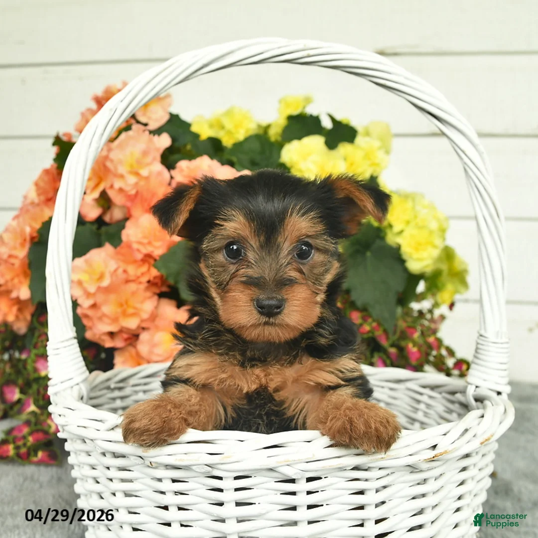 Yorkshire Terrier dogs for sale: Cuddles  - Ad 1