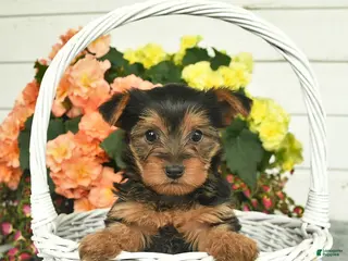 Yorkshire Terrier dogs for sale: Cuddles - Ad 2
