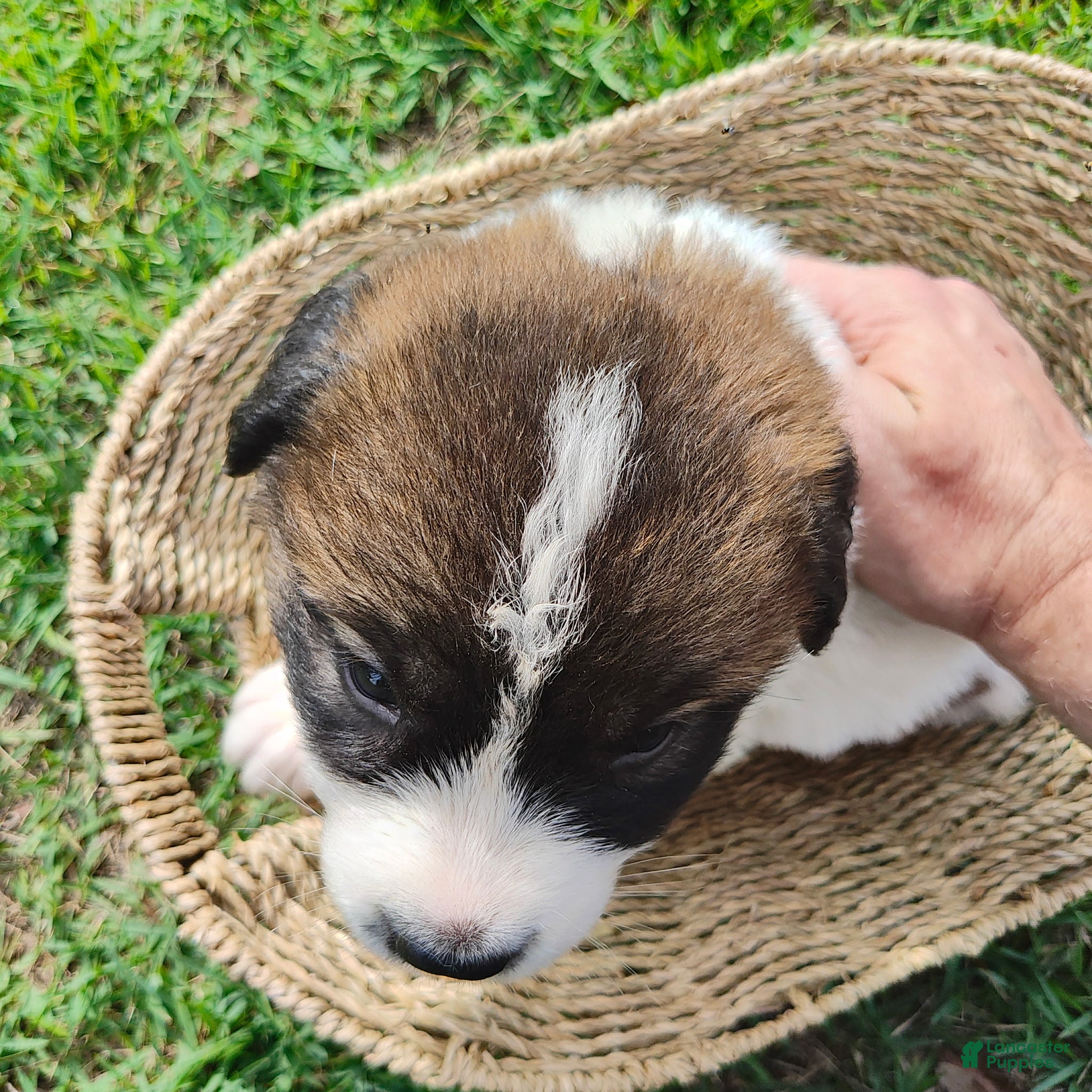 Saint Bernard Pyrenees mix Puppy 3