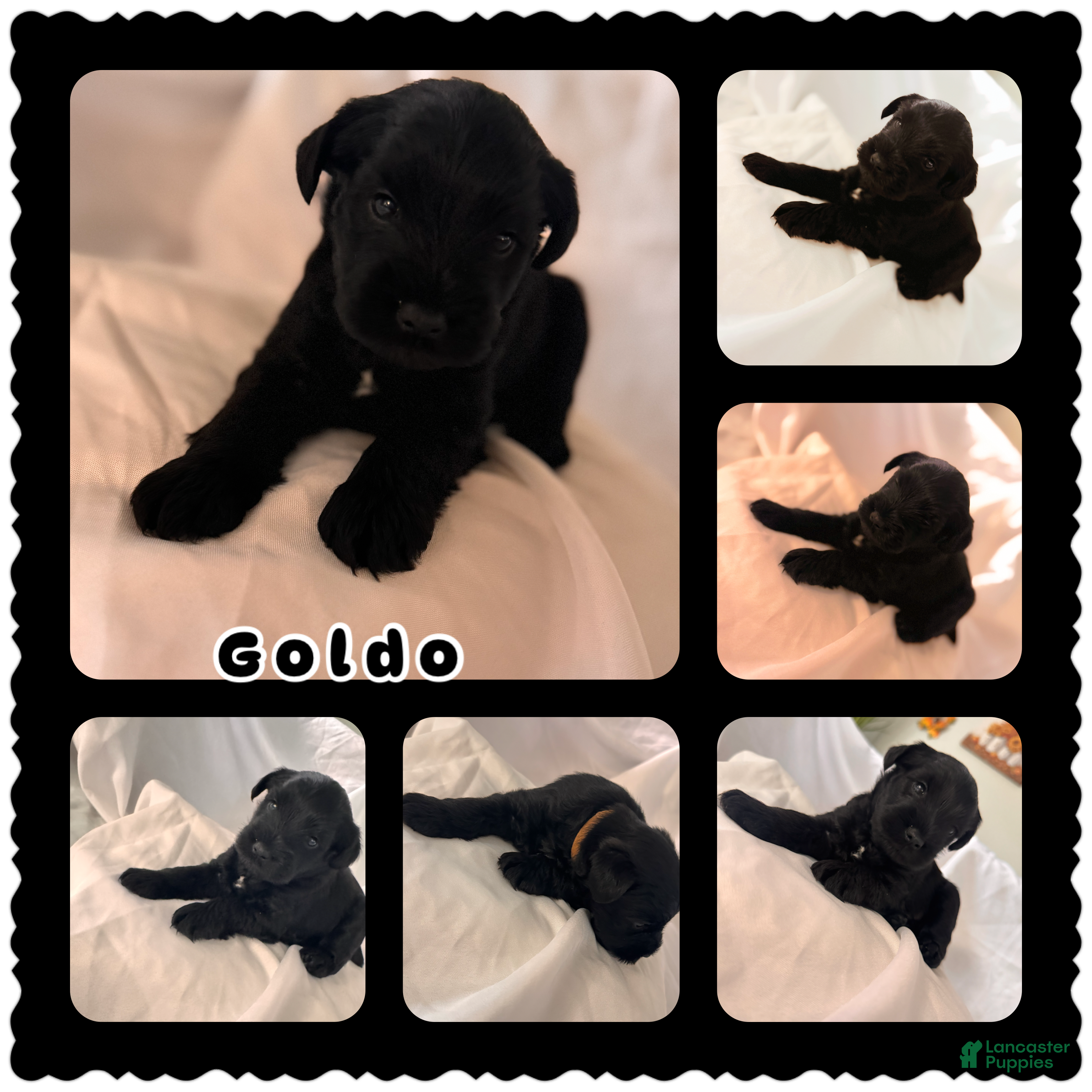 Miniature Schnauzer dogs Goldo - Ad 1