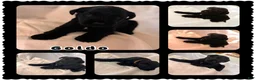 Miniature Schnauzer dogs for sale: Goldo - Ad 1