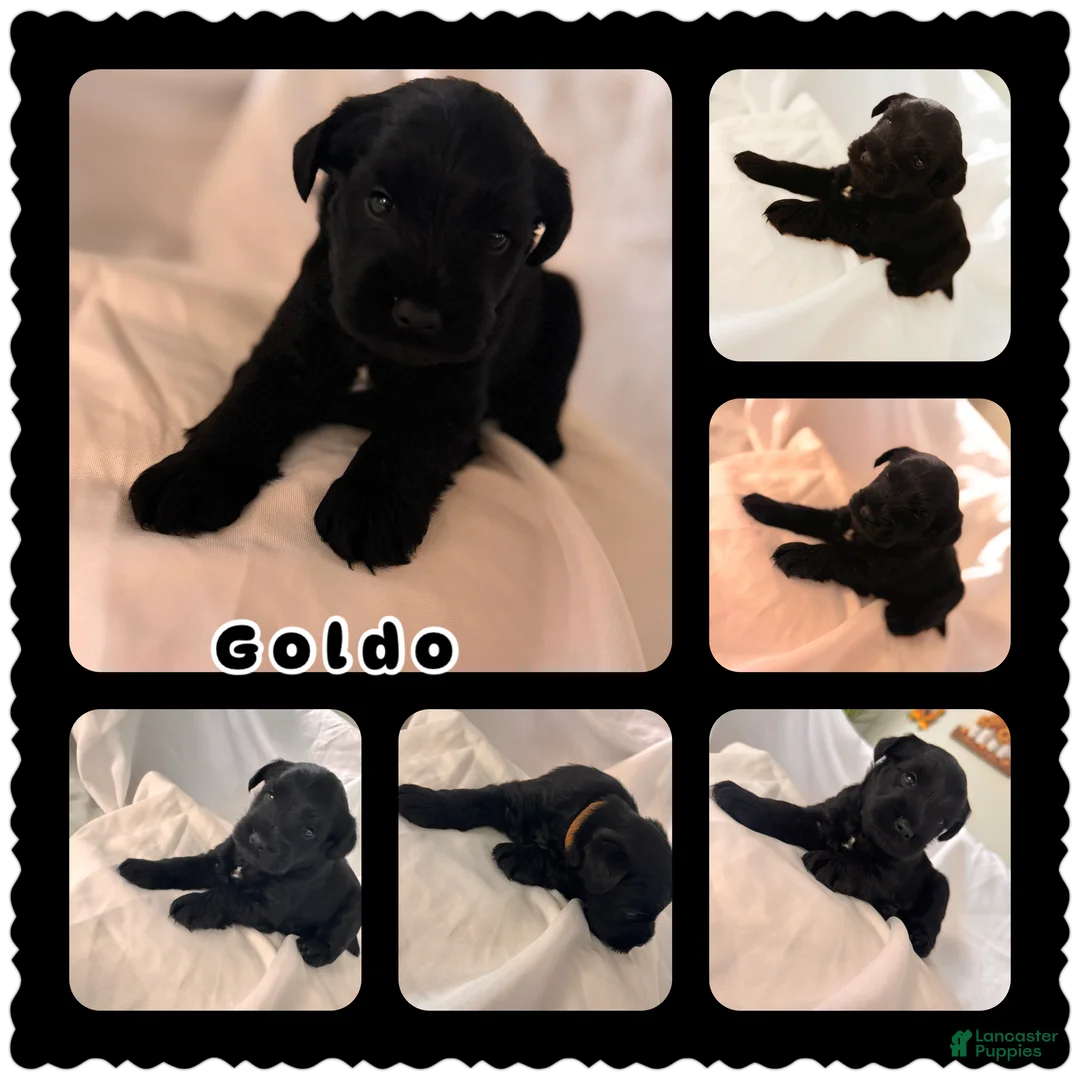 Miniature Schnauzer dogs for sale: Goldo - Ad 1