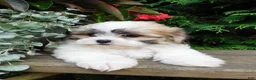 Teddy Bear dogs for sale: Violet  - Ad 4