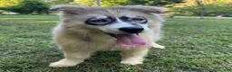 Siberian Husky dogs for sale: REYNA - Ad 5