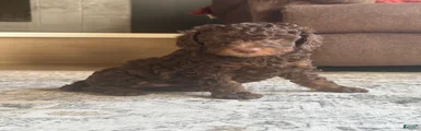 Jax (AKC)
