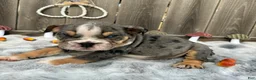 English Bulldog dogs for sale: Oreon - Ad 7