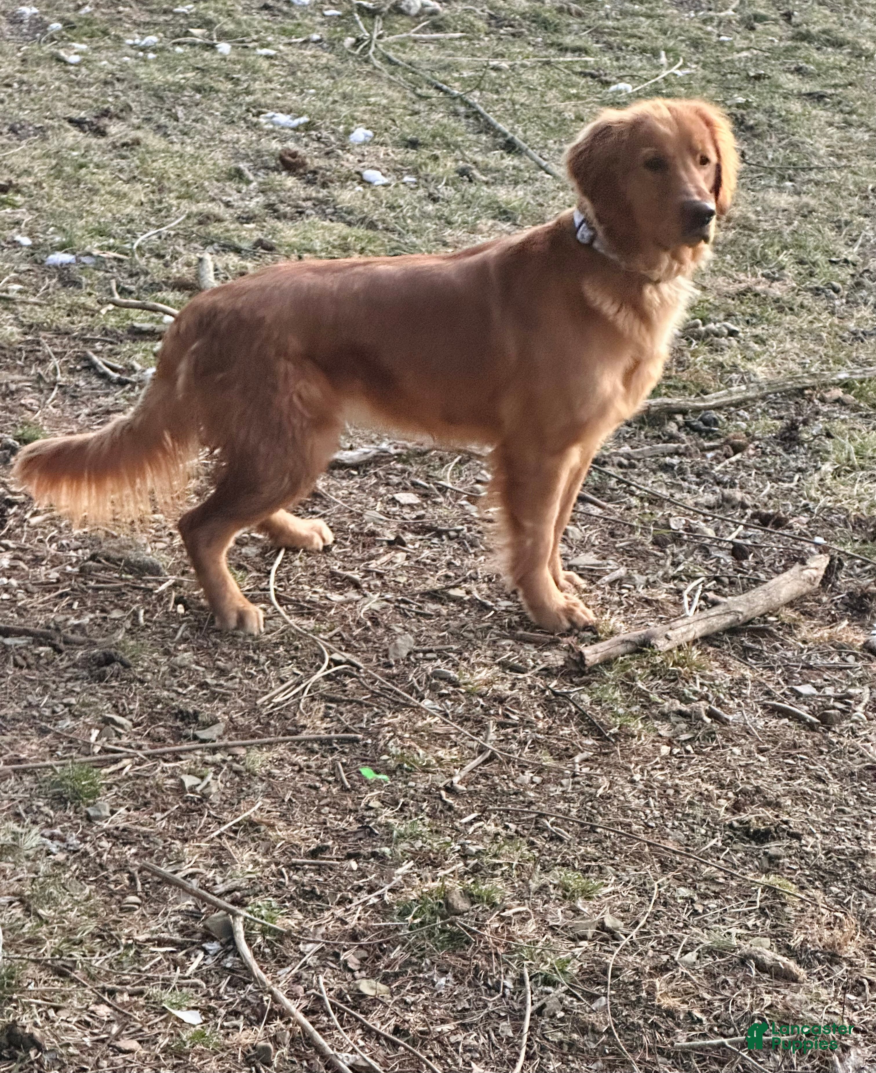 Golden Retriever dogs Luna - Ad 2
