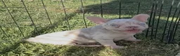 French Bulldog dogs for sale: French Bulldog 1 - Ad 1