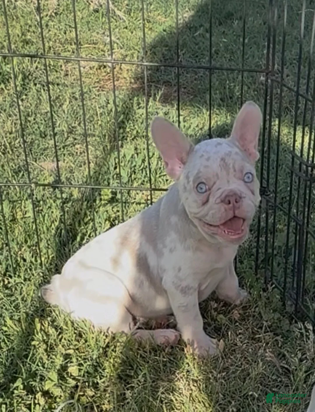 French Bulldog dogs for sale: French Bulldog 1 - Ad 1
