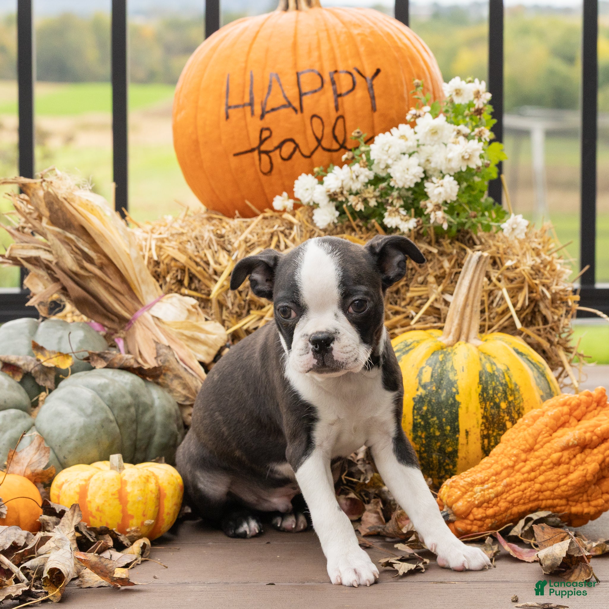 Boston Terrier dogs for sale: Charlie Boston Terrier  - Ad 2