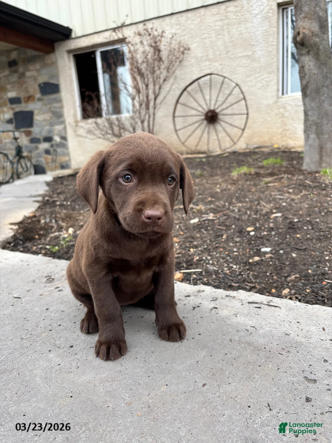 Labrador Retriever dogs for sale: Ginny - Ad 2
