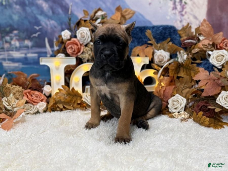 Cane Corso dogs Bruno - Ad 1