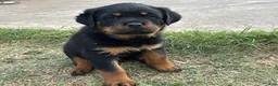 Rottweiler dogs for sale: Rottweiler Puppy 1 - Ad 1