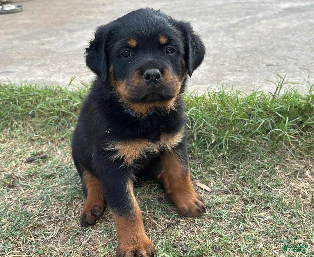 Rottweiler dogs for sale: Rottweiler Puppy 1 - Ad 1