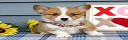 Welsh Corgi Pembroke dogs for sale: Wyatt - Ad 6