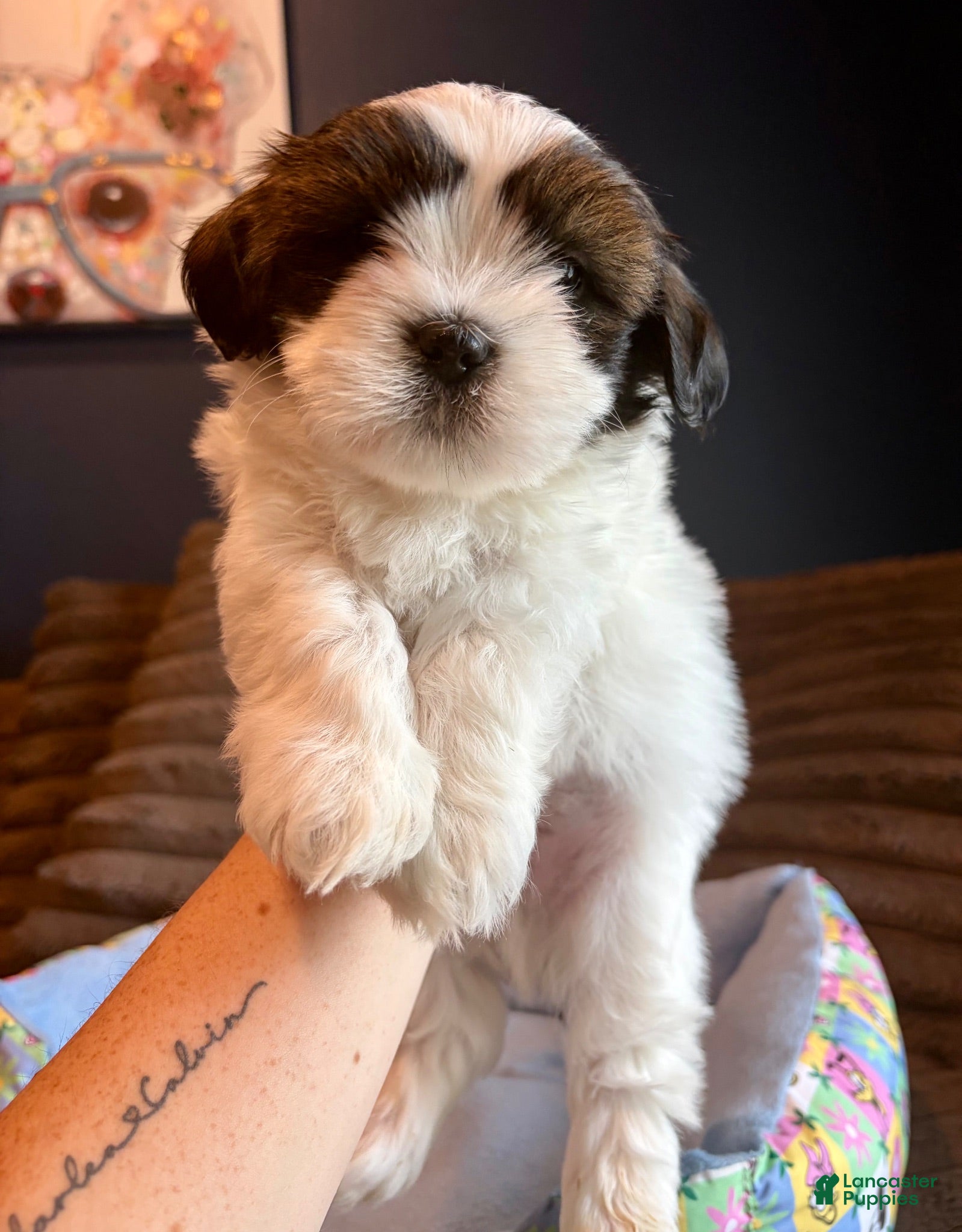 Teddy Bear dogs Teddy Bear 1 - Ad 32
